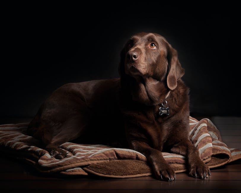 wie schwer darf ein hund im handgepäck sein_1