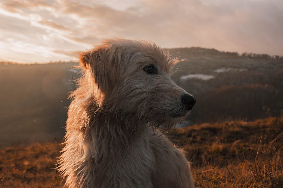 wie schwer darf ein hund im handgepäck sein_2