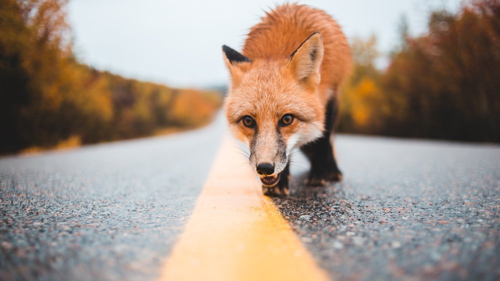 fox rucksack